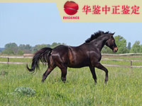 西藏马做动物亲子鉴定