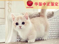 西藏猫做动物亲子鉴定