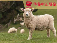 西藏羊做动物亲子鉴定